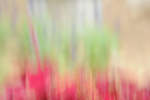 로터스 - 빛과 색의 향연 II