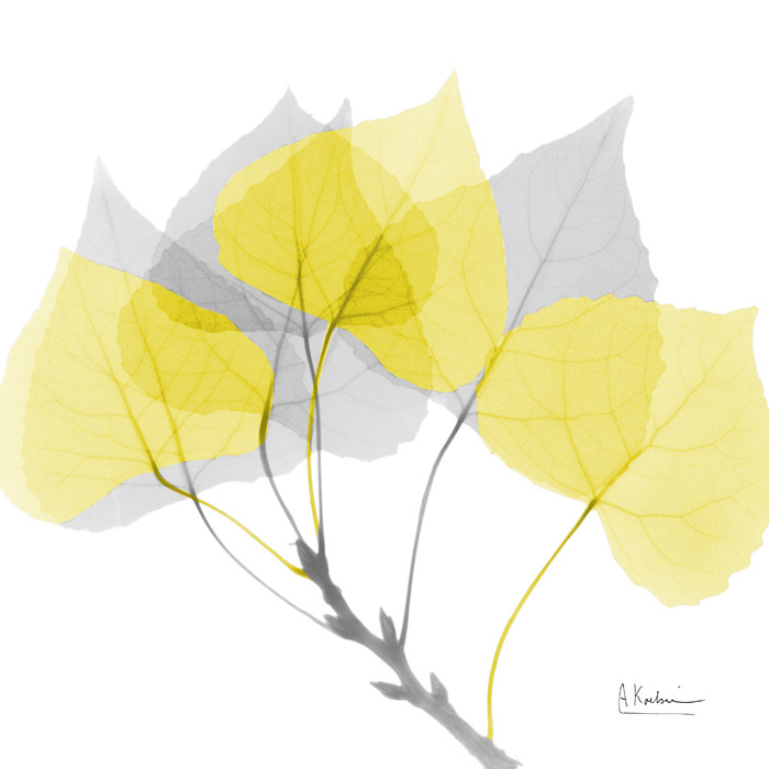 알버트 쿠치어 - Aspen