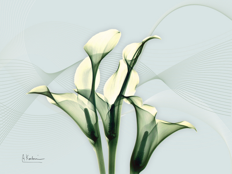 알버트 쿠치어 - White Flowers I