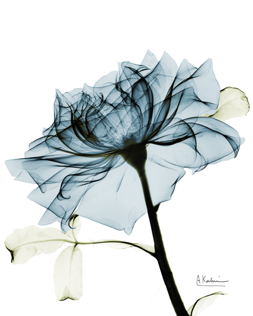 알버트 쿠치어 - Teal Rose II