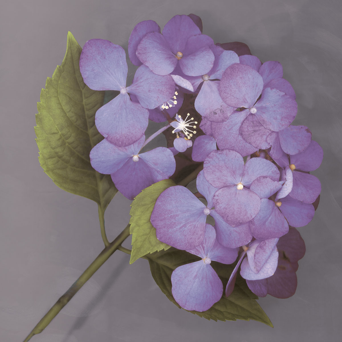 에린 클락 - Purple Hydrangea