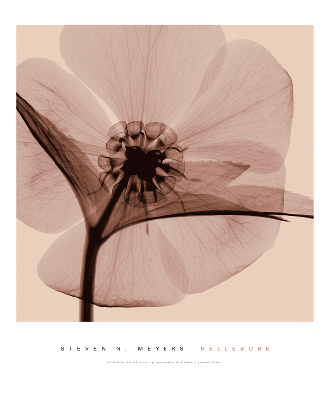 스티븐 메이어스 - Hellebore