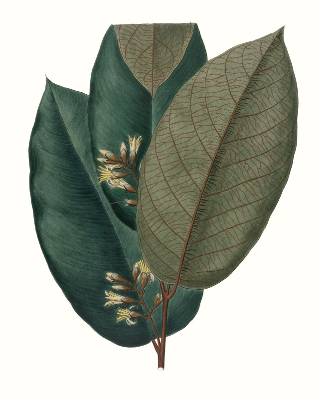 작가 미상 - Fall Foliage I