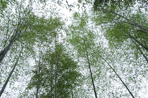 로터스 - 그린 I