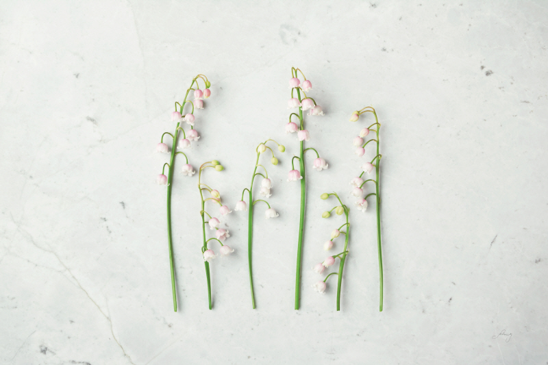 펠리시티 브래들리 - May Bell Blooms