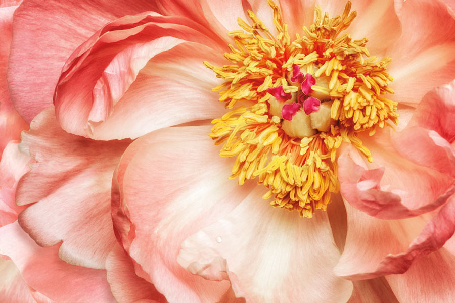 다이엔 포인스키 - Peony One