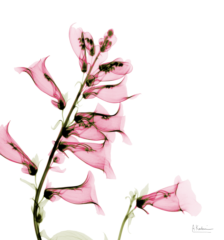 알버트 쿠치어 - Philippians