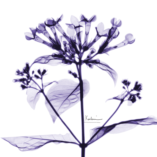 알버트 쿠치어 - Cab Bouvardia