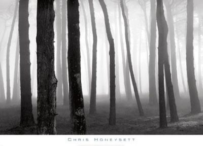 크리스 허니셋 - Trees in Fog, S.F. Presidio