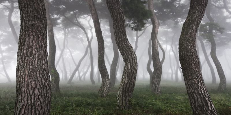 김현 - 나에게 다가온 소나무 9