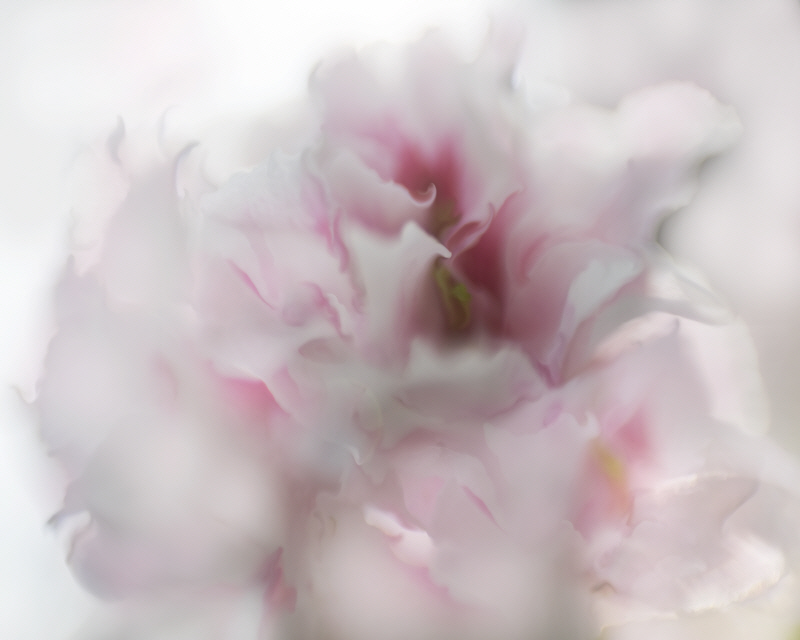 길리안 헌트 - Hope in Pink I