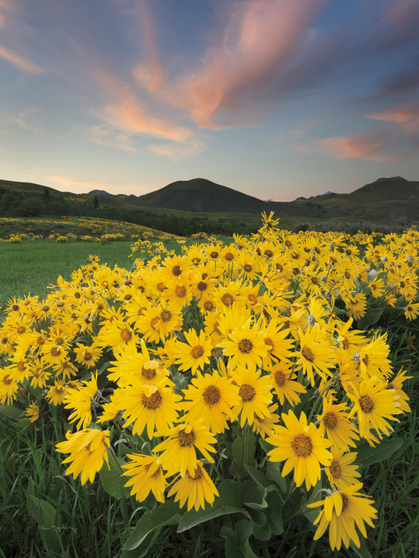 알란 마즈크로이츠 - Methow Valley Wildflowers I