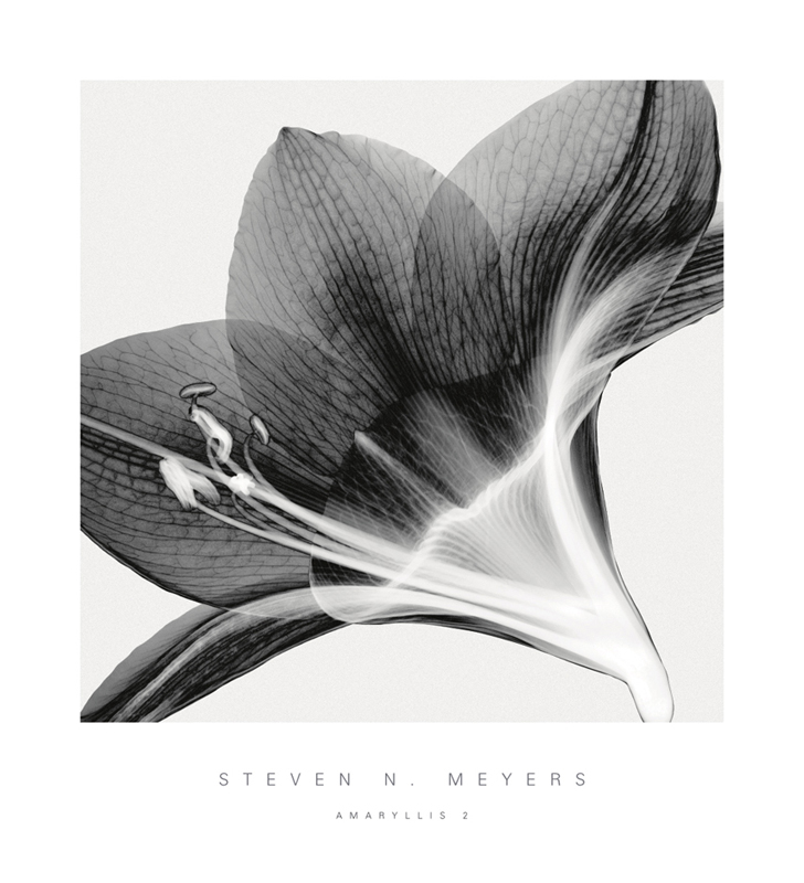 스티븐 메이어스 - Amaryllis II