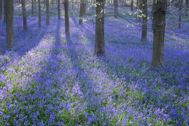 닉 도틀리치 - Bluebell Dreams II