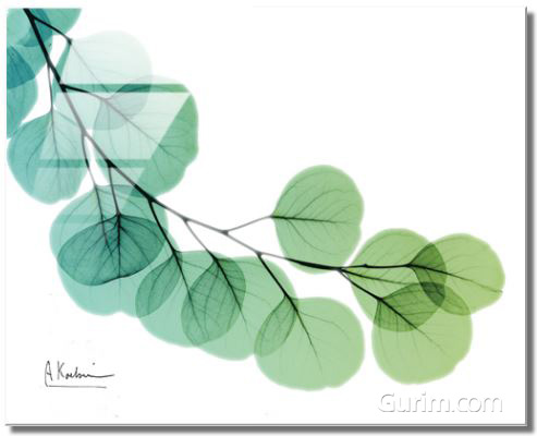 알버트 쿠치어 - Eucalyptus Green Blue