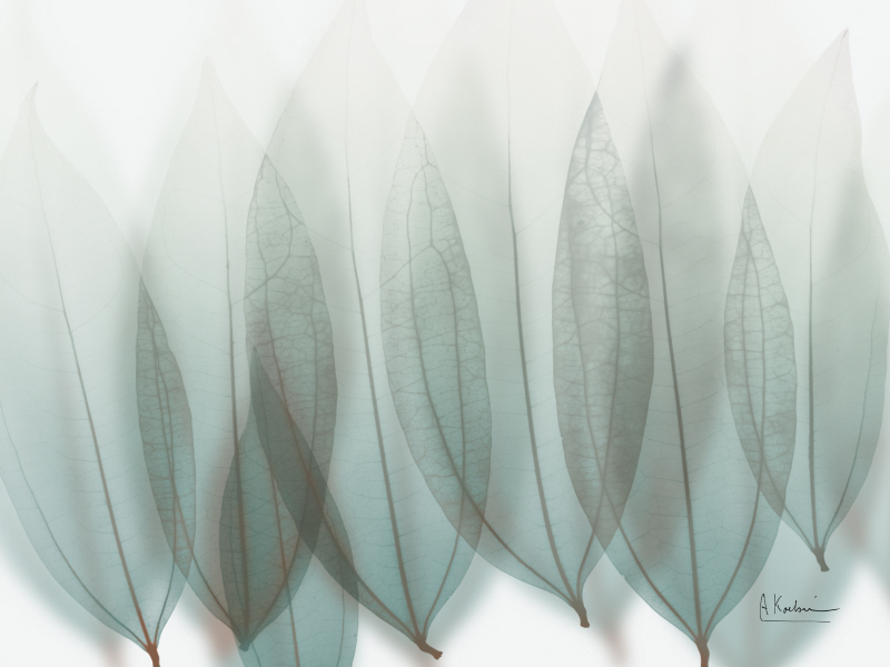 알버트 쿠치어 - Unfocused Divergent I