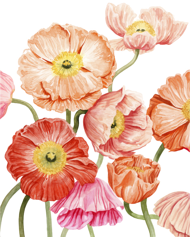 그레이스 포프 - Bright Poppies I