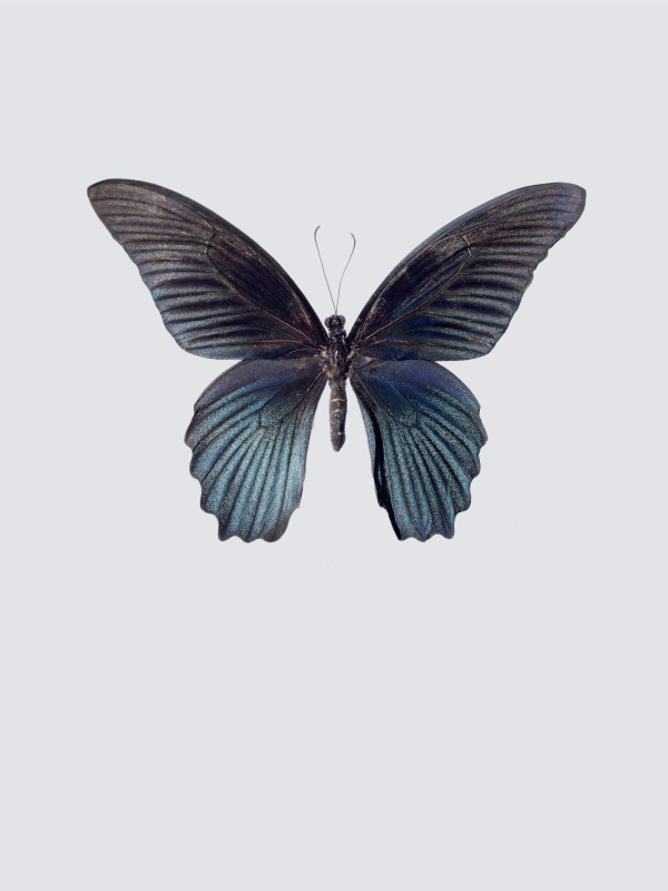 인카도 - Great Mormon