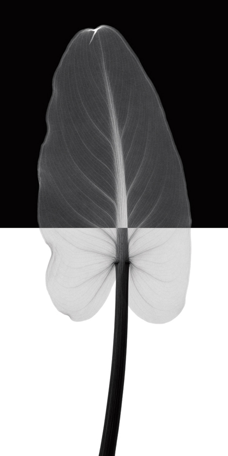 스티븐 메이어스 - CALLA LEAF I