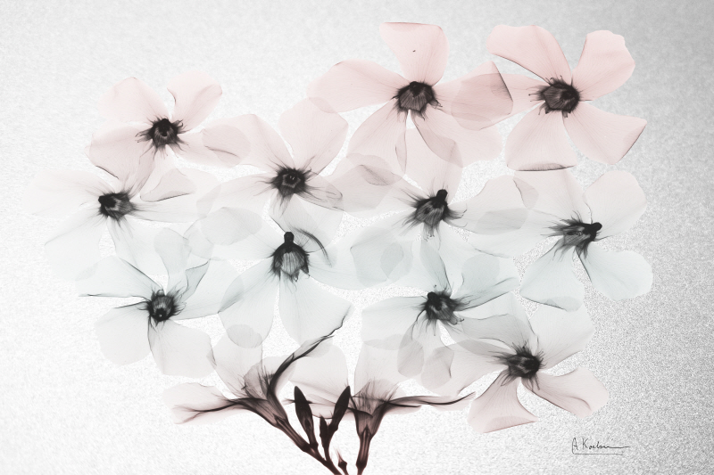 알버트 쿠치어 - Oleander Fantasy II