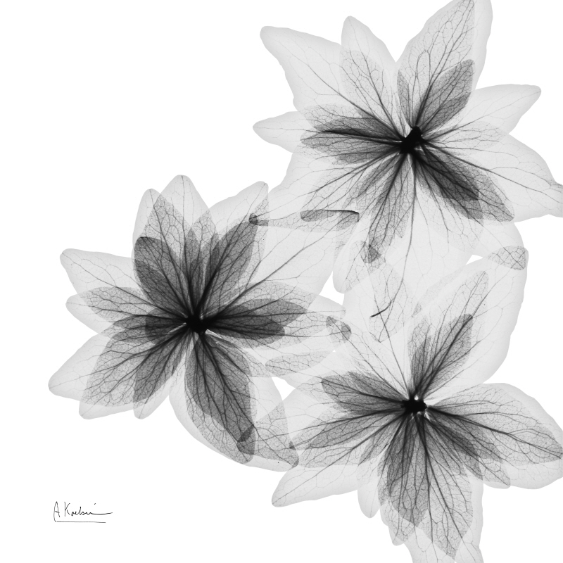 알버트 쿠치어 - Starburst