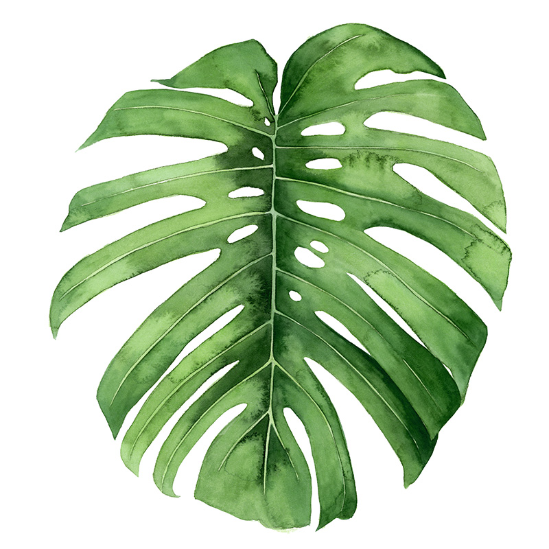 그레이스 포프 - Rainforest Jewel IV