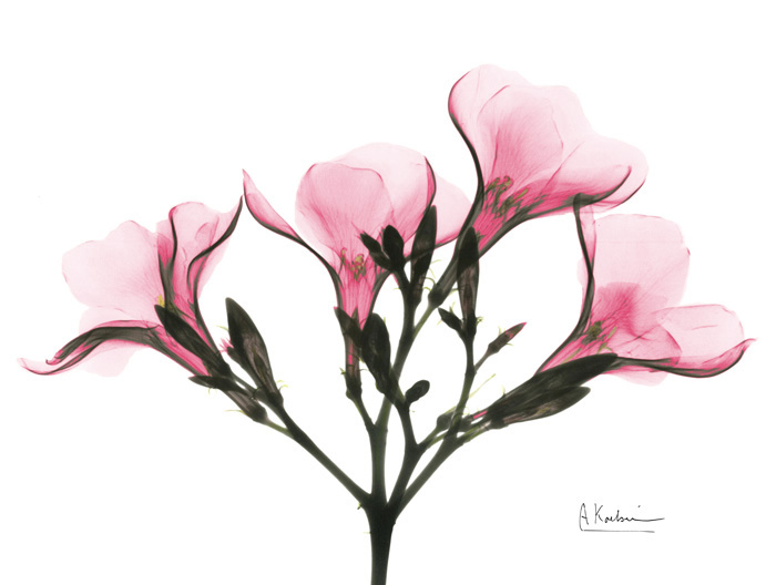 알버트 쿠치어 - Pink Oleander Peace