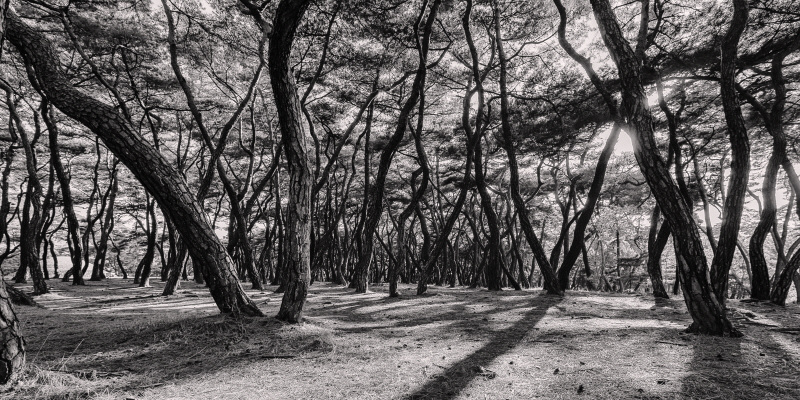 김현 - 나에게 다가온 소나무 시즌5.5 (1)