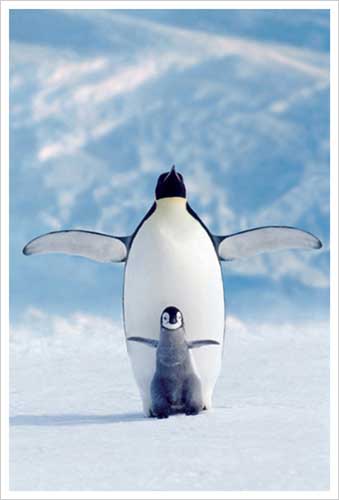 작가 미상 - Penguin & Chick