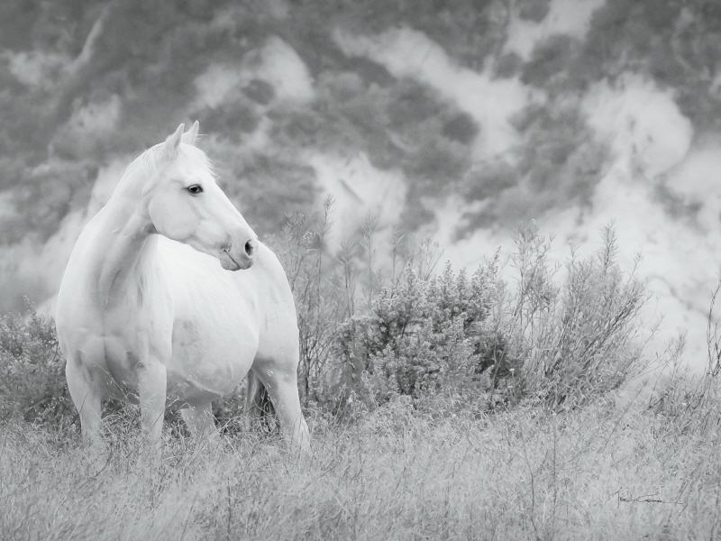 리사 쿠만 - Misty Mare