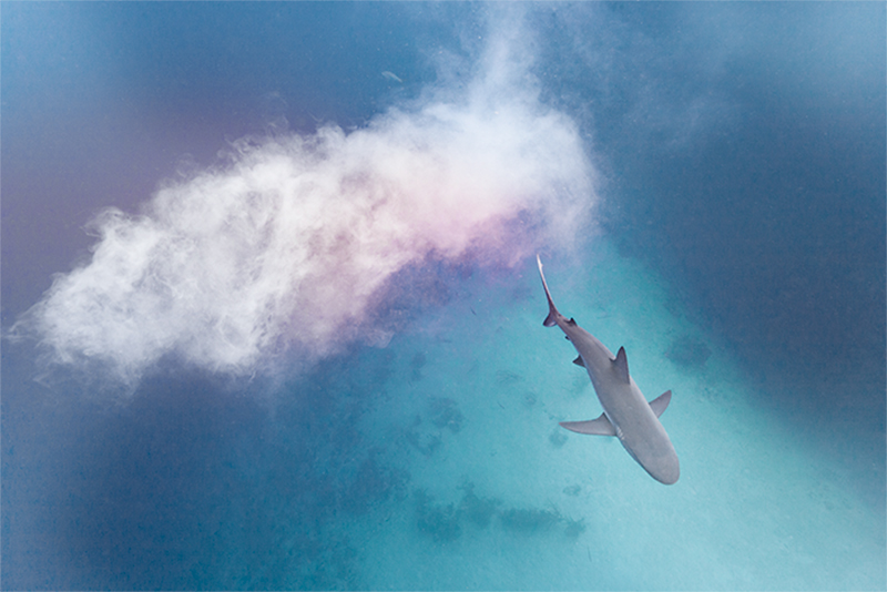 제나 할러웨이 - Fashion Shark I