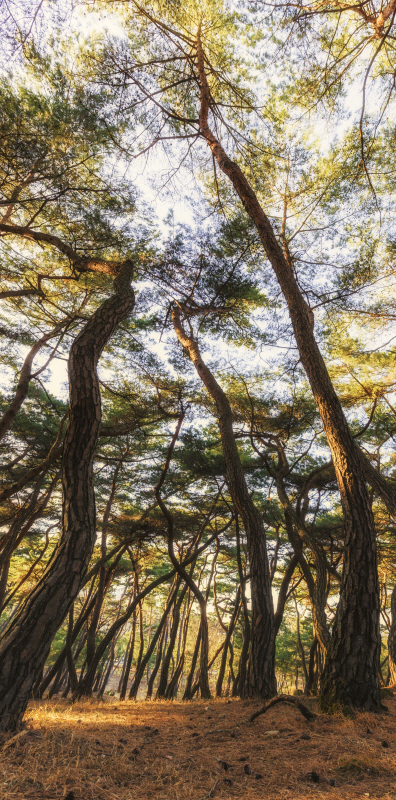 김현 - 나에게 다가온 소나무 시즌5.5 (2)