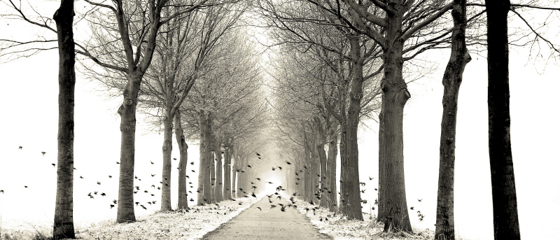 라스 바른 드 구르 - Birds