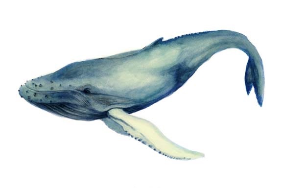 그레이스 포프 - The Whale's Song I