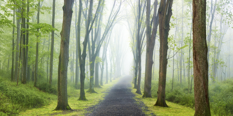 제임스 맥로핀 - Country Road Photo VIII