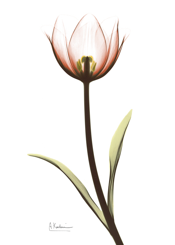 알버트 쿠치어 - Giving Tulip