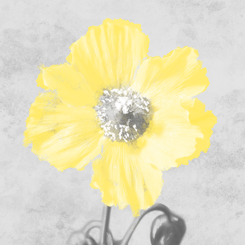 마르코 프라임 - Delightful Lumination Ⅰ