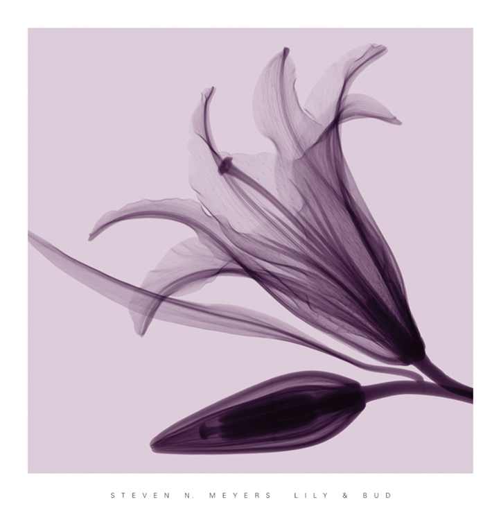 스티븐 메이어스 - Lily & Bud