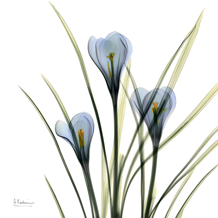 알버트 쿠치어 - Blue Steel Crocus