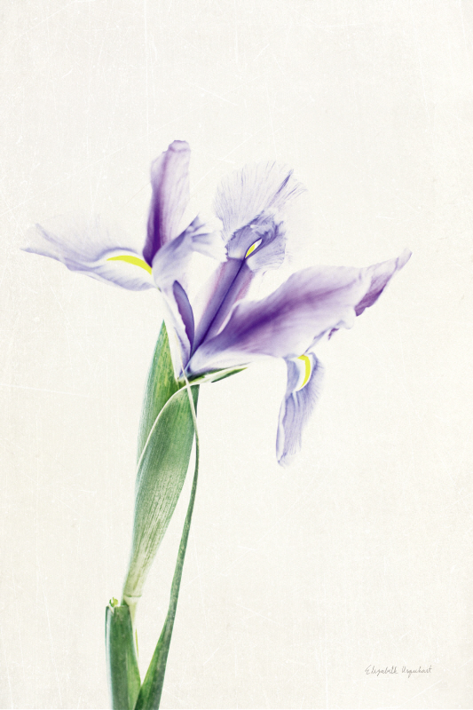 엘리자베스 어거트 - Light and Bright Floral IV