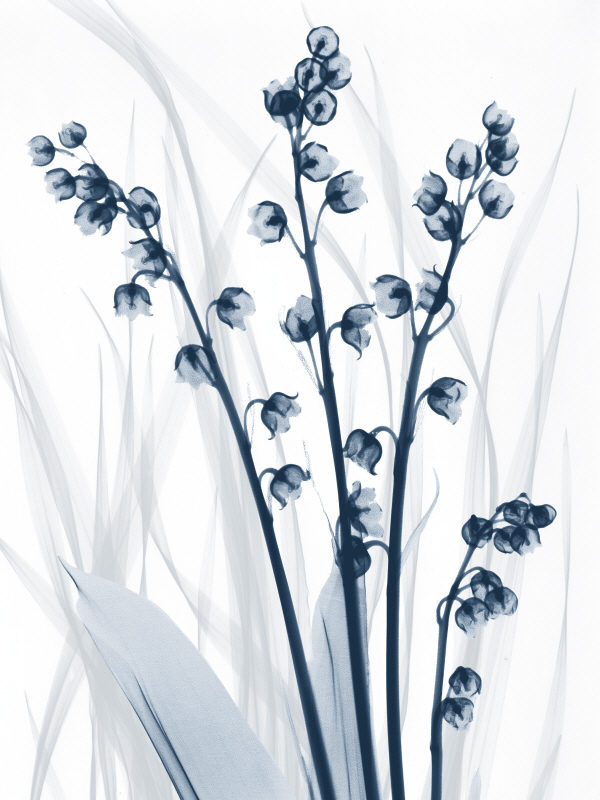 알버트 쿠치어 - Radiant Blues I