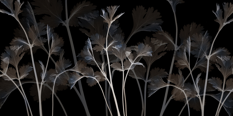 알버트 쿠치어 - Cocoa Amethyst I