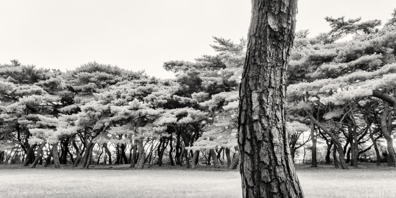 김현 - 나에게 다가온 소나무 시즌3 II