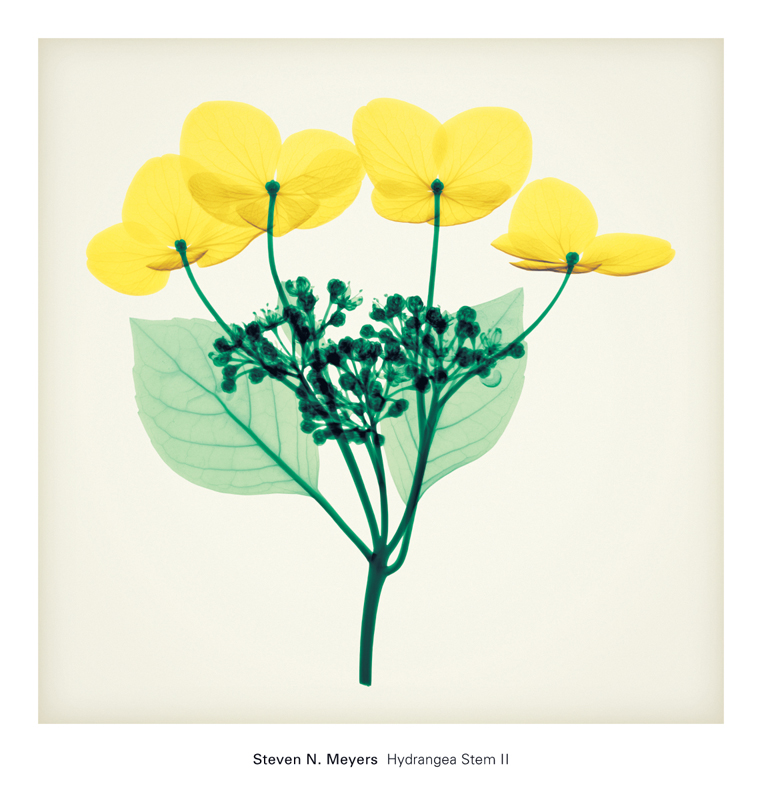 스티븐 메이어스 - Hydrangea Stem II