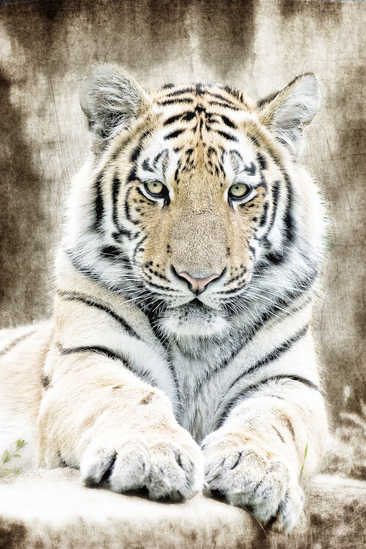 킴벌리 앨런 - Concentration