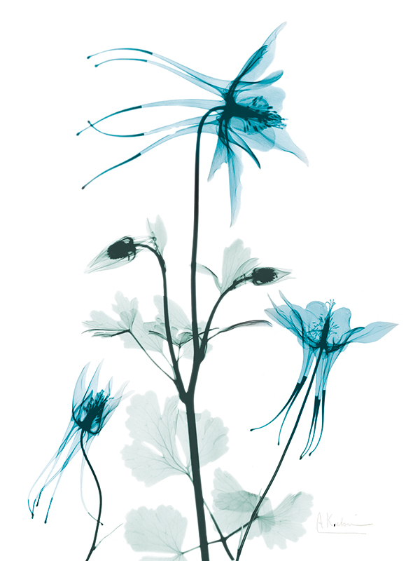 알버트 쿠치어 - Aqua Columbine