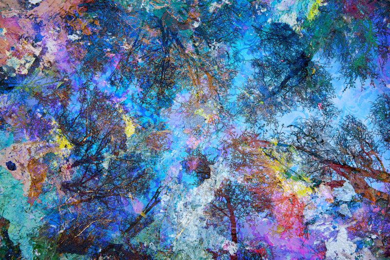 마이클 브룸 - Dreaming up to the Trees