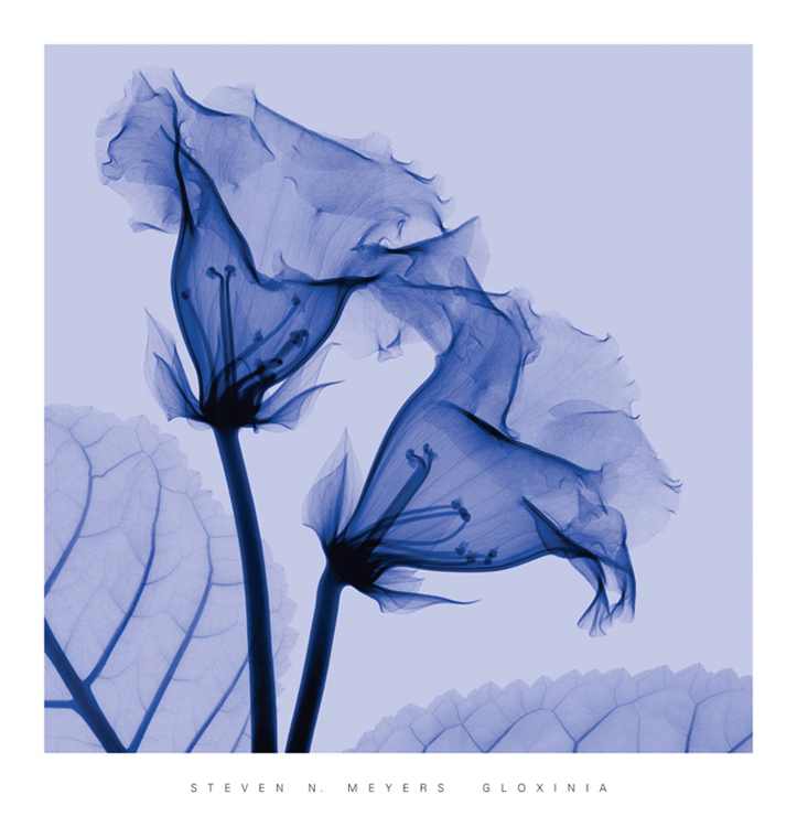 스티븐 메이어스 - Gloxinia