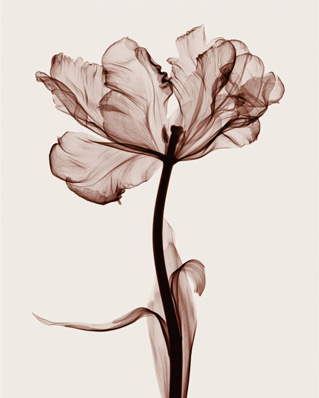 스티븐 메이어스 - Parrot Tulips I