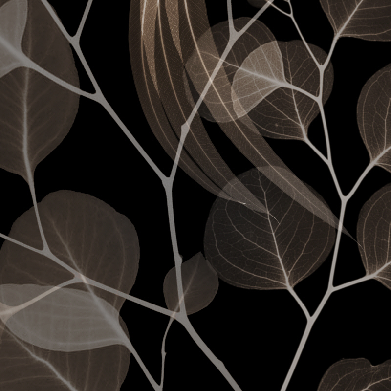 알버트 쿠치어 - Chocolate Eucalyptus I